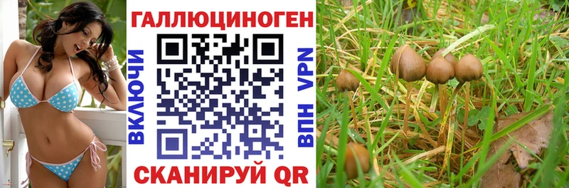 Псилоцибиновые грибы Cubensis  Советская Гавань 